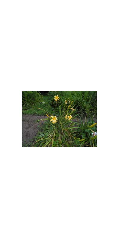 Daylily Clumps 2015: + 130 (VT)
