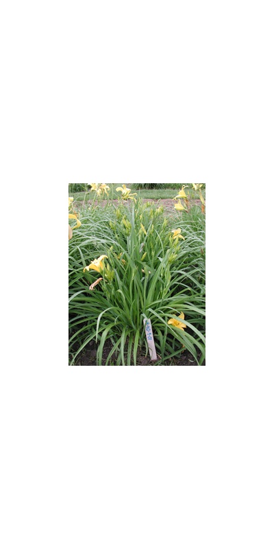 Daylily Clumps 2015: EB 40-9-01 (VT)