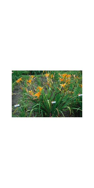 Daylily Clumps 2015: SWEET PUMPKIN (VT)