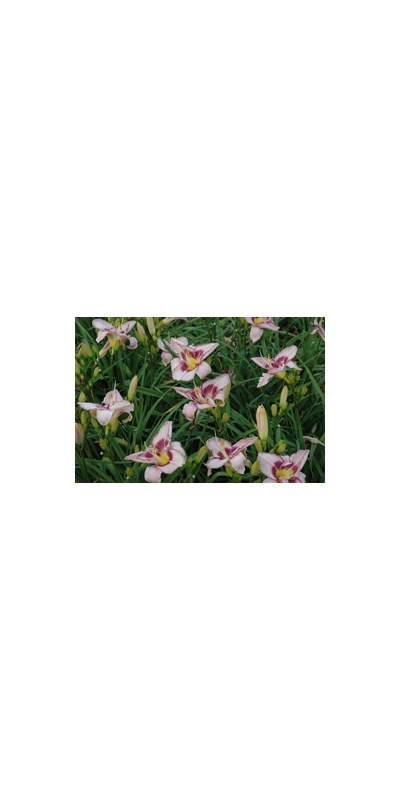 Daylily Clumps 2015: EDGE AHEAD