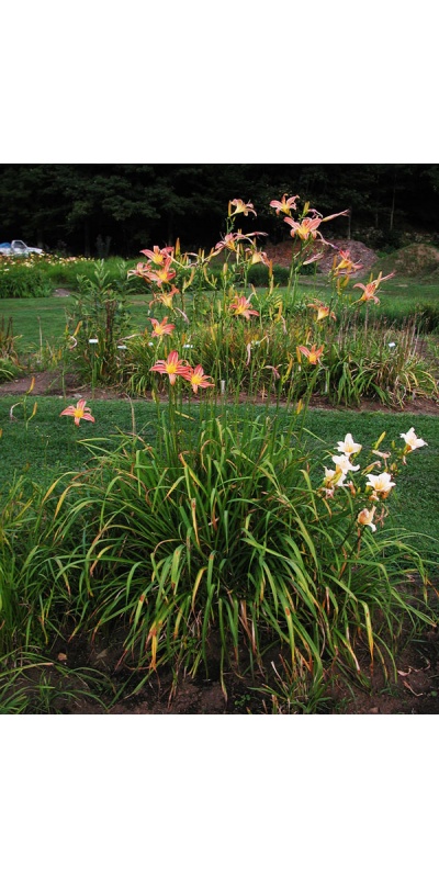 Daylily Clumps 2015: CHALLENGER