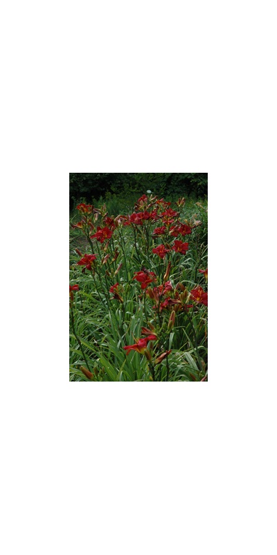 Daylily Clumps 2015: CHICAGO APACHE