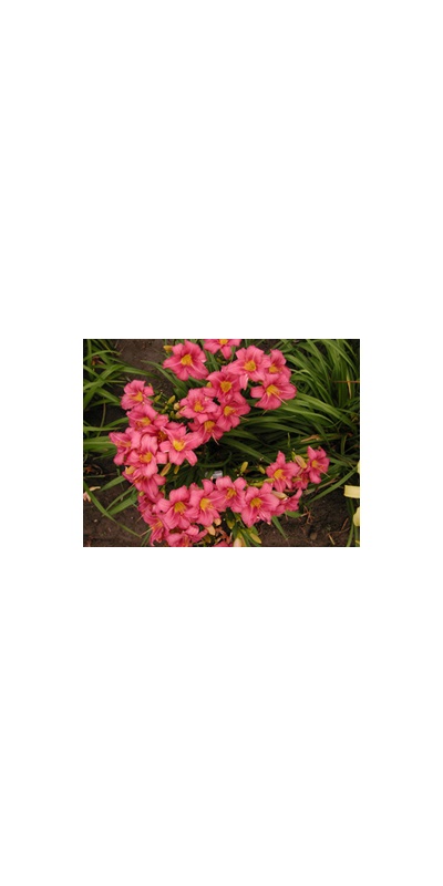 Daylily Clumps 2015: CHICAGO PRINCESS