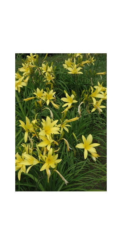 Daylily Clumps 2015: UP 9-7-03 (VT)