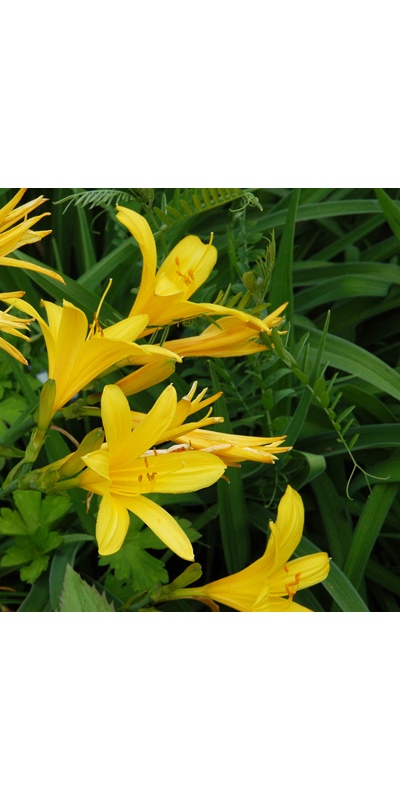 Daylily Clumps 2015: ELIZABETH