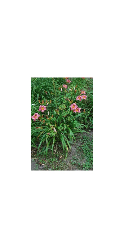 Daylily Clumps 2015: DARIUS