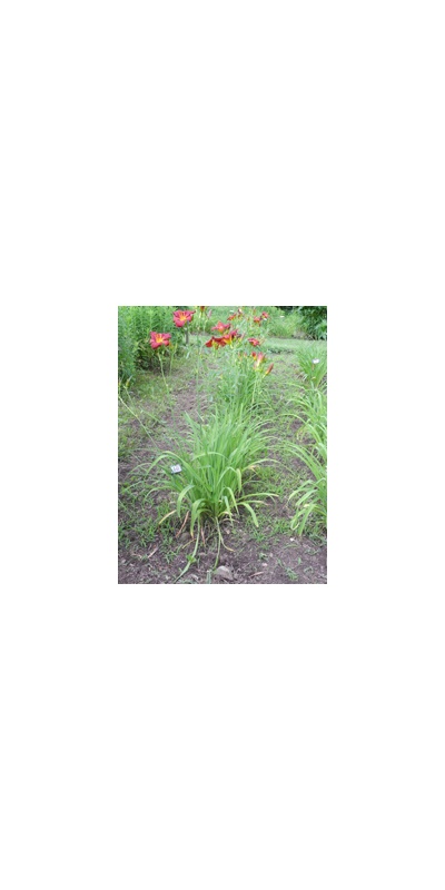 Daylily Clumps 2015: 1-11