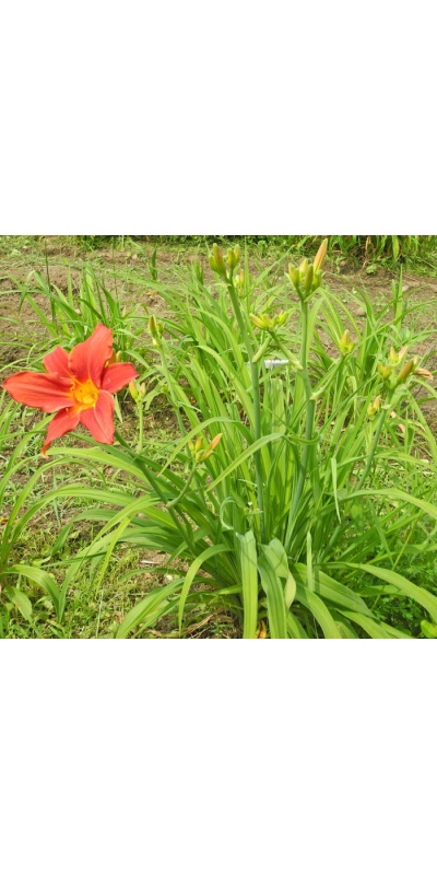 Daylily Clumps 2015: 3-11