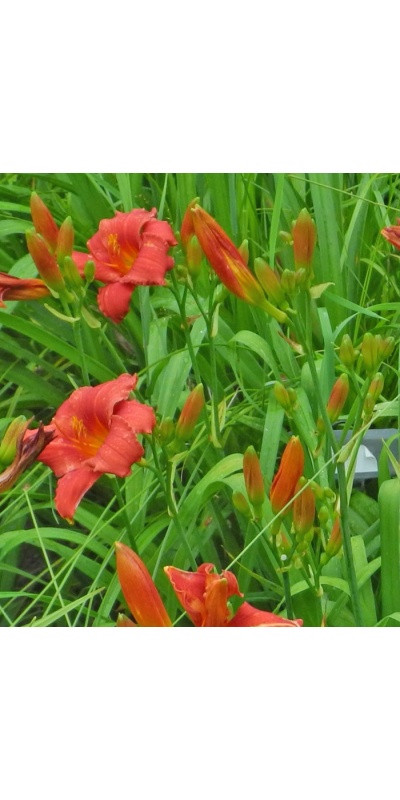 Daylily Clumps 2015: 61-07