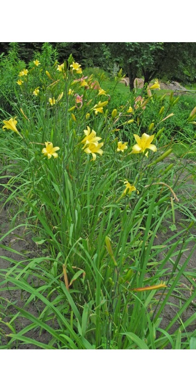 Daylily Clumps 2015: 30-13