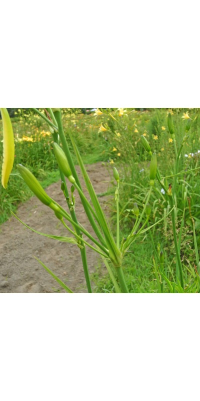 Daylily Clumps 2015: 33-13