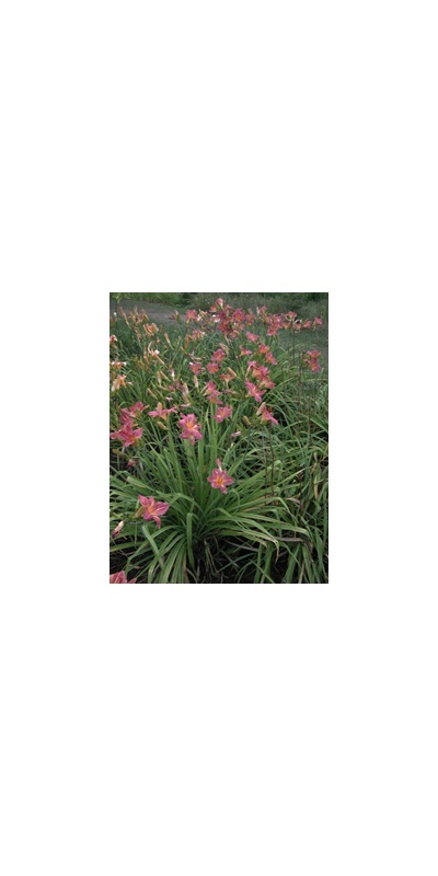 Daylily Clumps 2015: FILAREE FOREVER (VT)