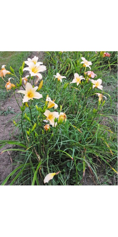Daylily Clumps 2015: ANGLES OF WHITE (VT)