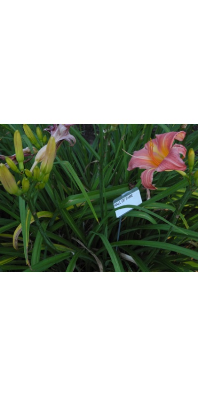 Daylily Clumps 2015: HALL OF FAME