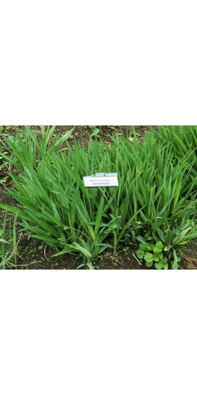 Daylily Clumps 2015: H. dumortieri