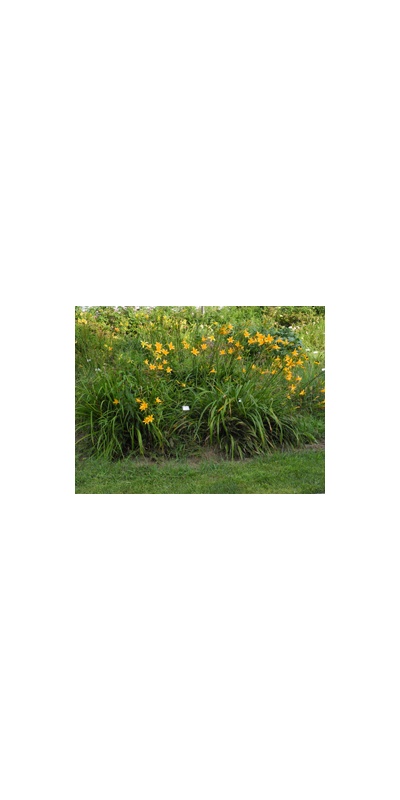 Daylily Clumps 2015: H. hakunensis