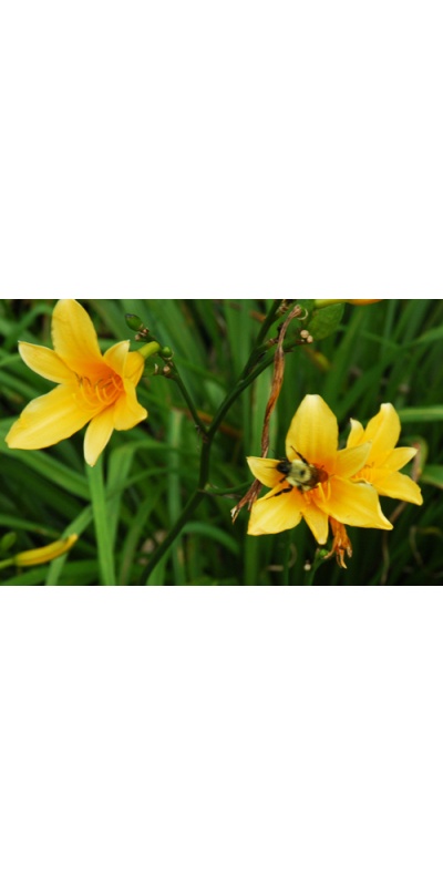 Daylily Clumps 2015: H. hakunensis