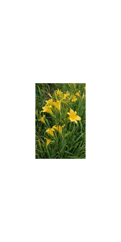Daylily Clumps 2015: H. multiflora type
