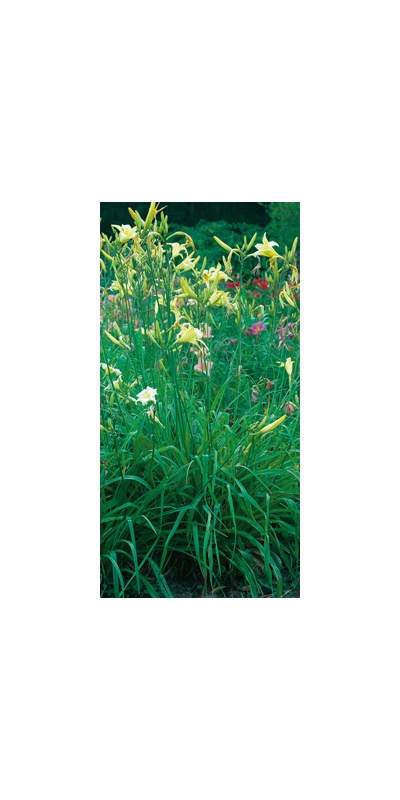 Daylily Clumps 2015: HYPERION