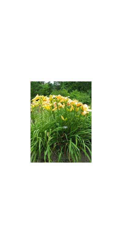 Daylily Clumps 2015: LITTLE FLOCK