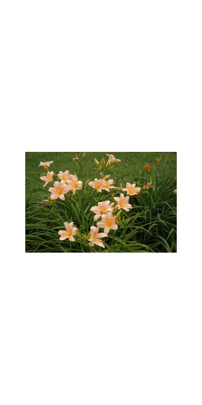 Daylily Clumps 2015: LOVE THAT PINK
