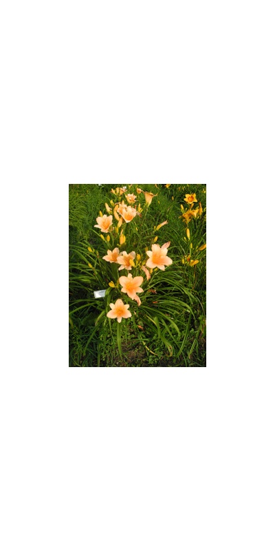 Daylily Clumps 2015: LULU'S KNOBBY