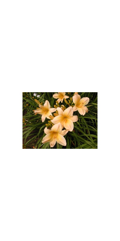 Daylily Clumps 2015: OLALLIE DAWN