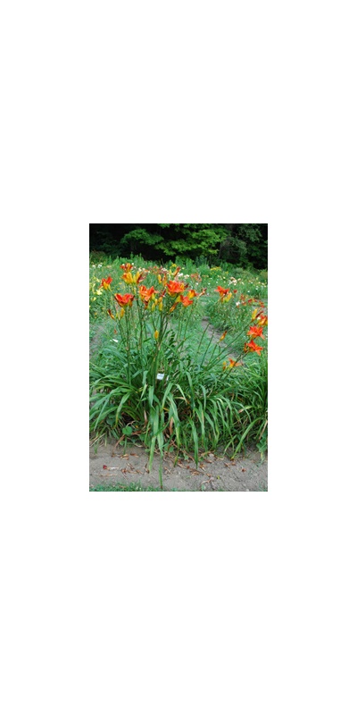 Daylily Clumps 2015: OLALLIE FIRECRACKER