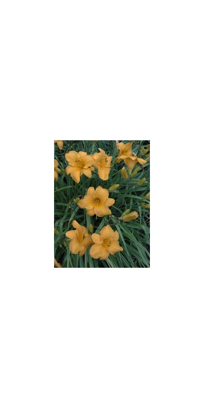 Daylily Clumps 2015: OLALLIE HARVEST MOON