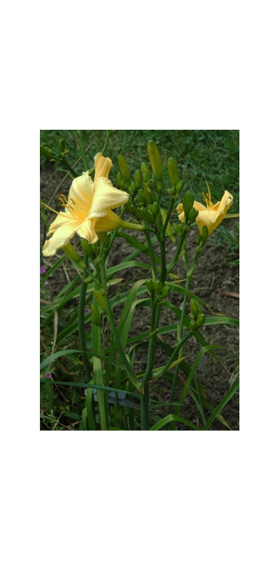 Daylily Clumps 2015: OLALLIE YELLOW BIRD
