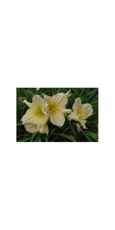 Daylily Clumps 2015: BELIEVE IT