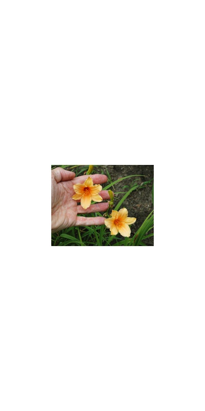 Daylily Clumps 2015: POLLY LOVE (VT)