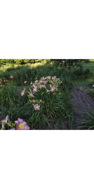 Daylily Clumps 2015: PURPLE FRAGRANCE (VT)