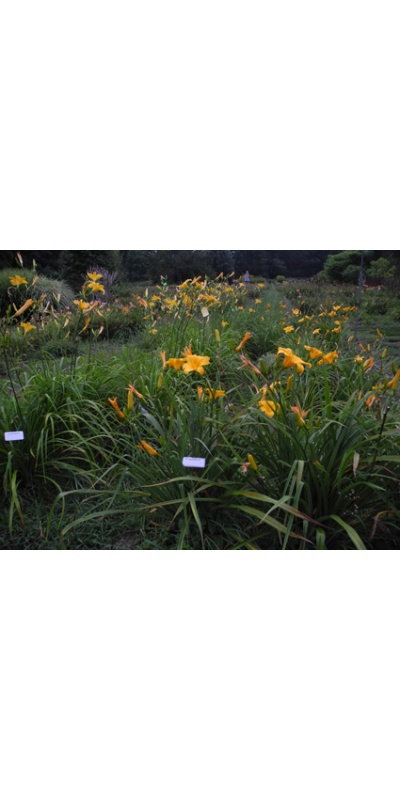 Daylily Clumps 2015: QUIZZICAL (VT)