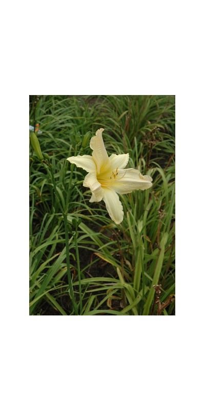 Daylily Clumps 2015: RARE GEM (VT)