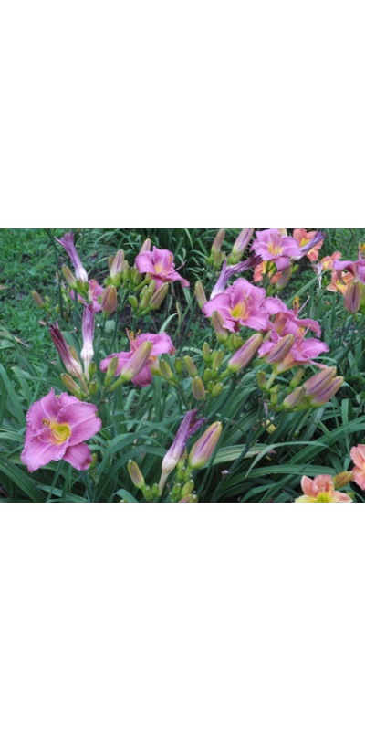 Daylily Clumps 2015: ROYAL BLUE BLOOD