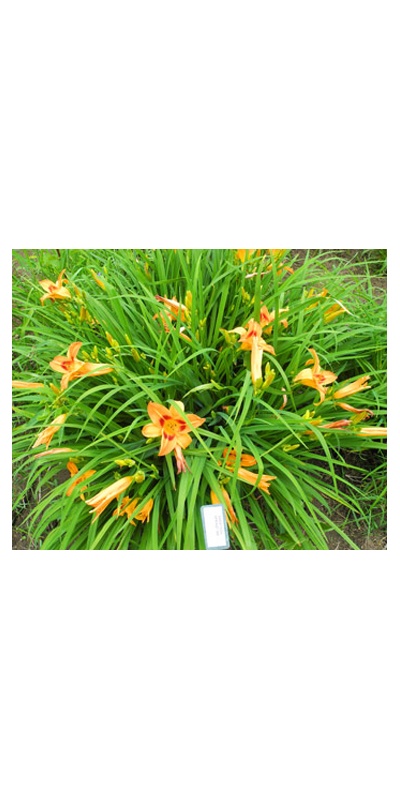 Daylily Clumps 2015: SARATOGA SPRINGTIME