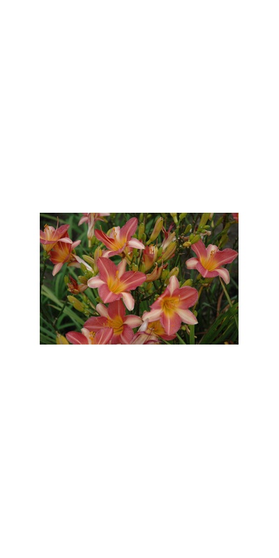 Daylily Clumps 2015: SEVEN VEILS (VT)
