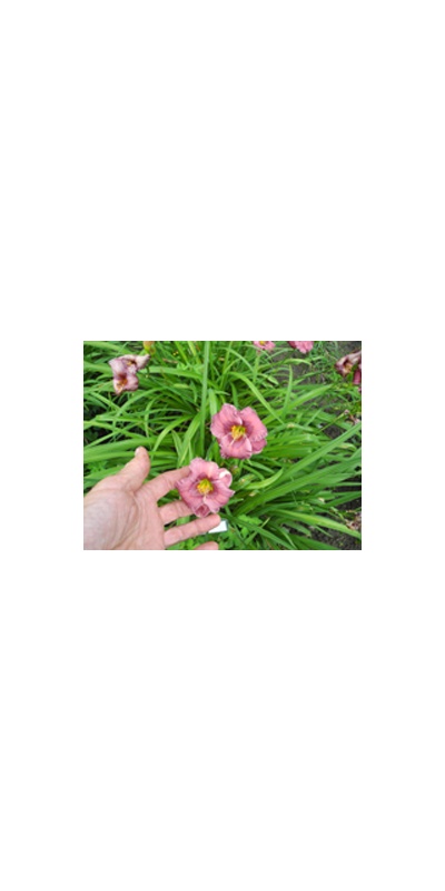 Daylily Clumps 2015: SILOAM FINE ART