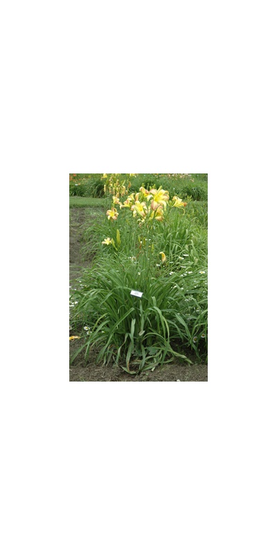 Daylily Clumps 2015: SPRING FANTASY