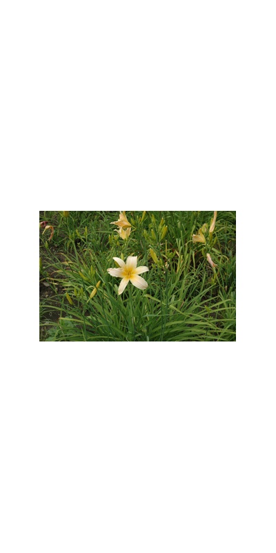 Daylily Clumps 2015: STAR CREAM RUFFLES (VT)