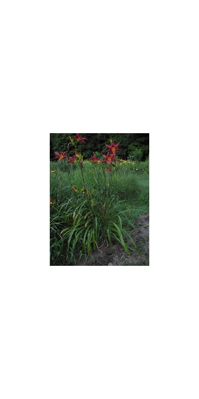 Daylily Clumps 2015: BLAZING FIREFLY (VT)