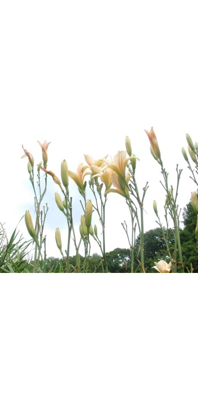Daylily Scapes: scapes