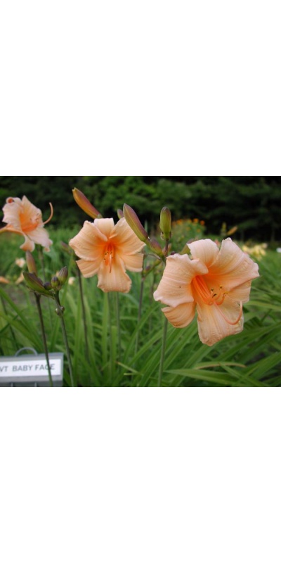 Daylily Scapes: BABY FACE (VT)