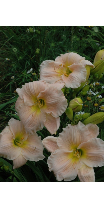 Daylily Scapes: BARBARA MITCHELL