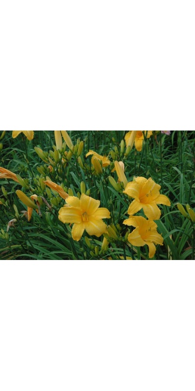 Daylily Scapes: scapesa