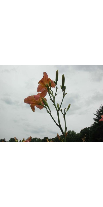 Daylily Scapes: scapes
