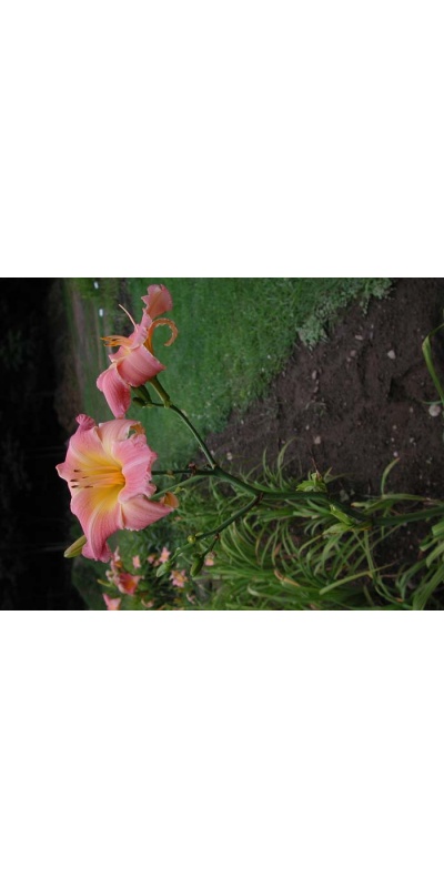 Daylily Scapes: scapesa