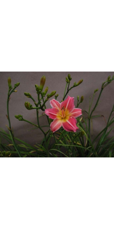 Daylily Scapes: scapes