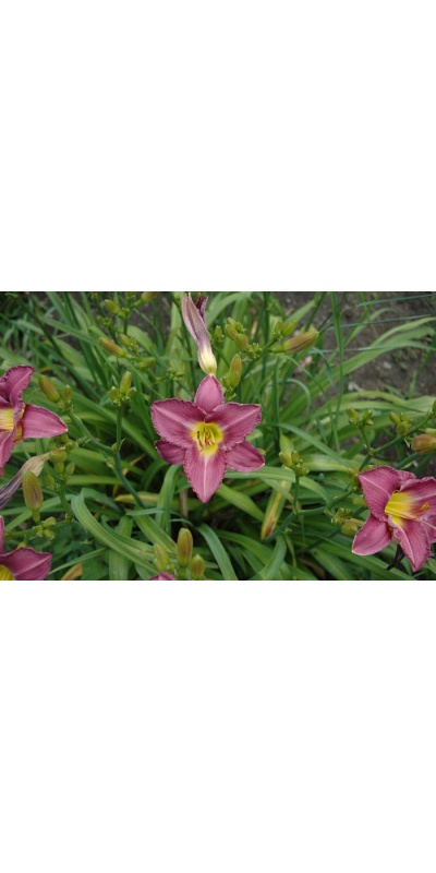 Daylily Scapes: scapes